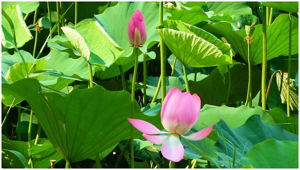 Lotus de Chine