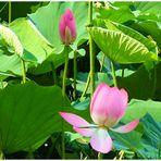 Lotus de Chine