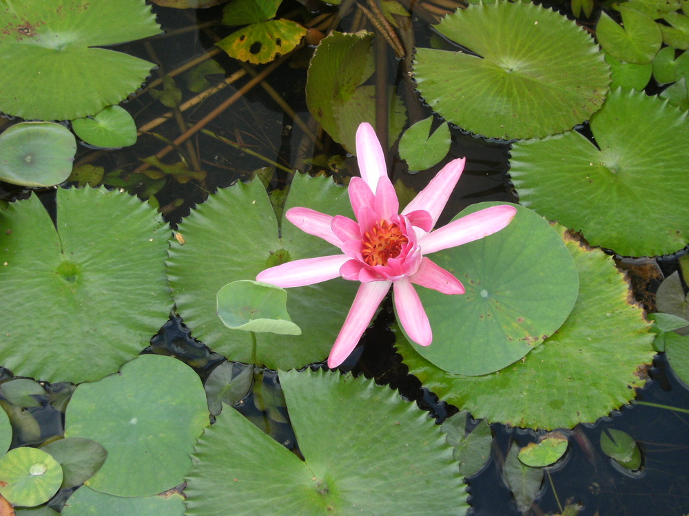 Lotus devant le Sri Aurobindo Auditorium