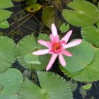 Lotus devant le Sri Aurobindo Auditorium