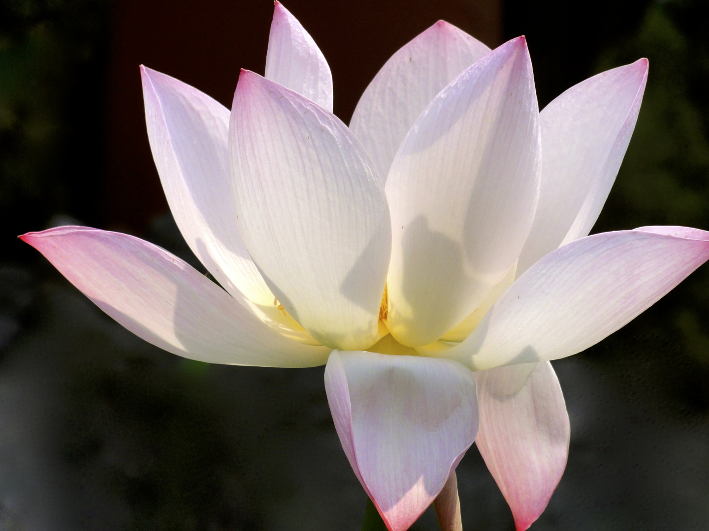 Lotus - die Blume Buddhas