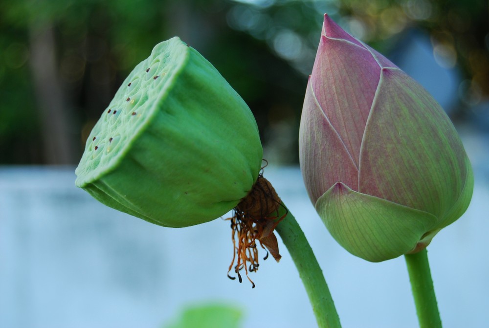Lotus, die Pflanze der Reinheit