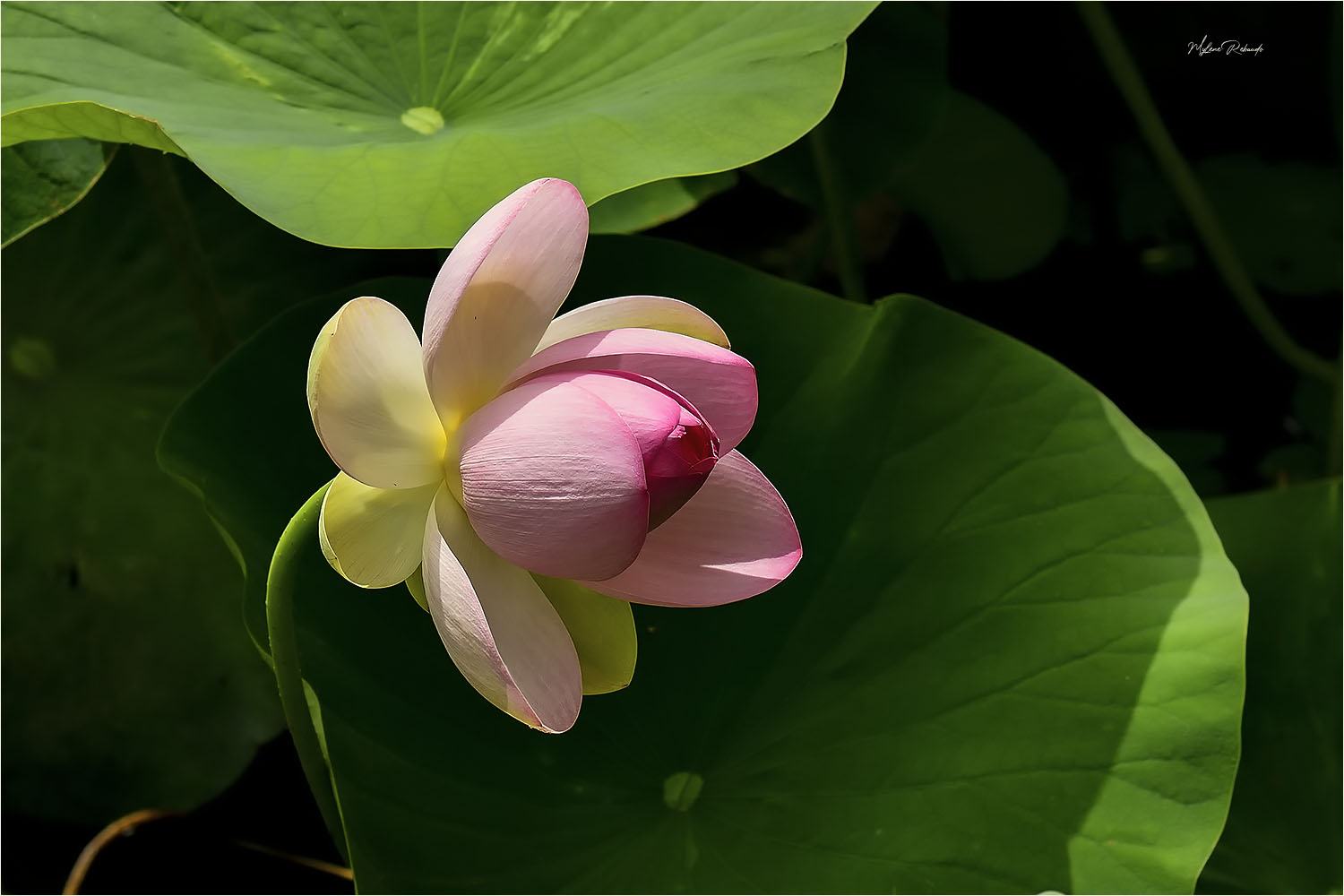 Lotus