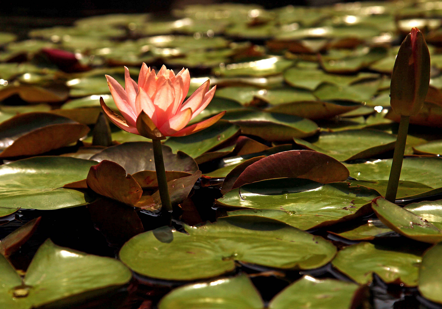 Lotus Foto & Bild pflanzen, pilze & flechten, blüten & kleinpflanzen