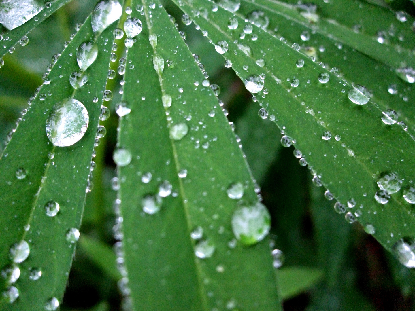 Lotus Effekt Foto & Bild | pflanzen, pilze & flechten, gräser, natur ...