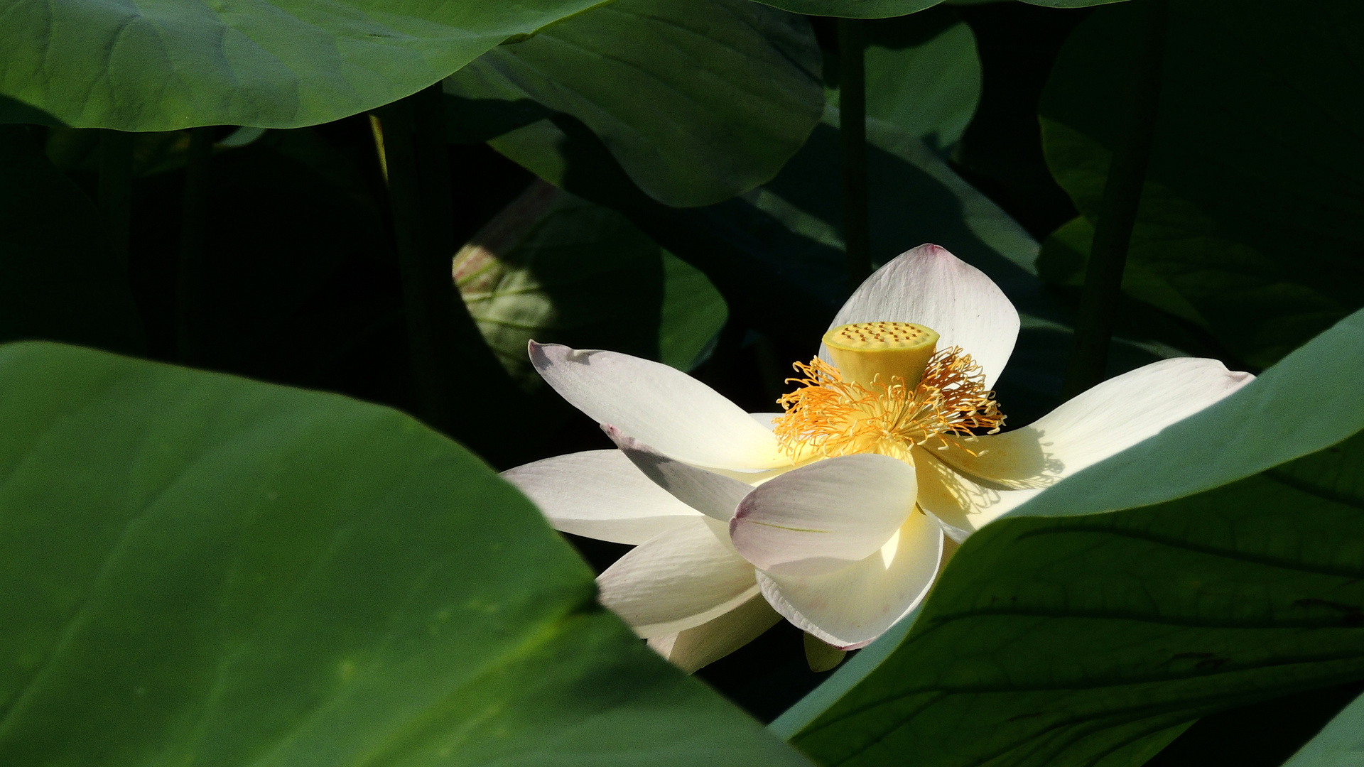 Lotus en fin de floraison - Lotus am Ende der Blüte