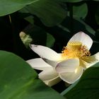 Lotus en fin de floraison - Lotus am Ende der Blüte