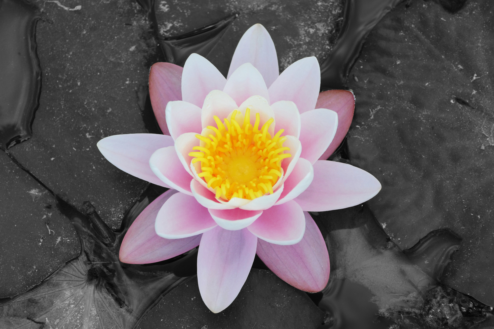 lotus flower