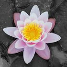 lotus flower