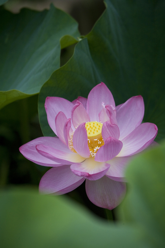 lotus flower