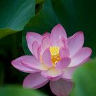 lotus flower