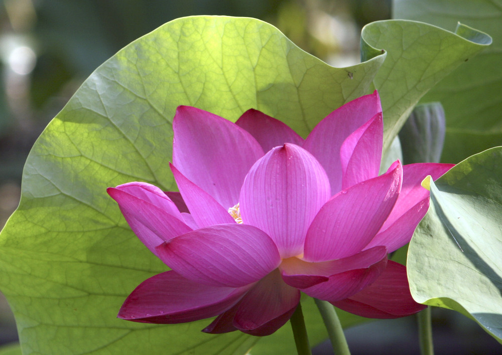 Lotus flower 1