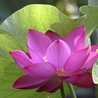 Lotus flower 1