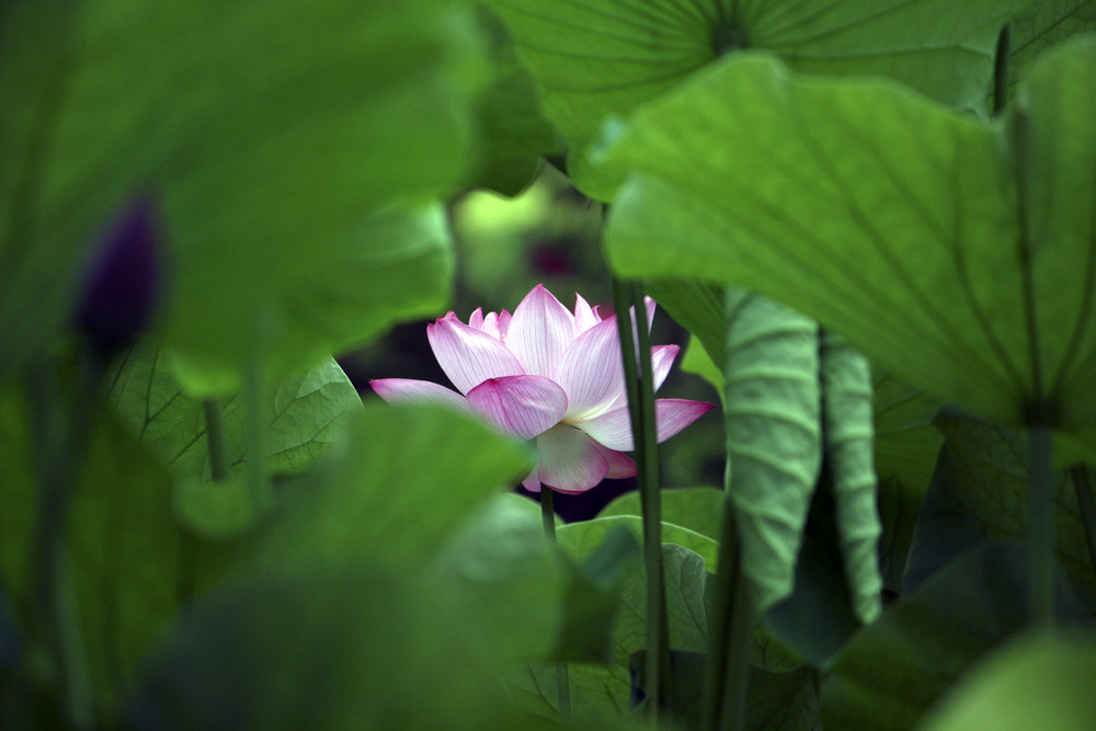 Lotus flower 2