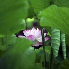 Lotus flower 2