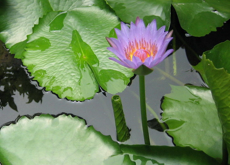 lotus flower-3