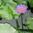 lotus flower-3