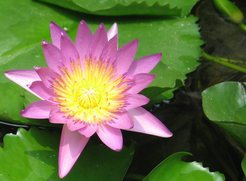 lotus flower-4