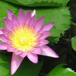 lotus flower-4