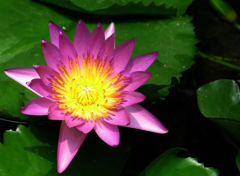 lotus flower-4-revised