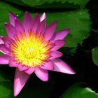 lotus flower-4-revised