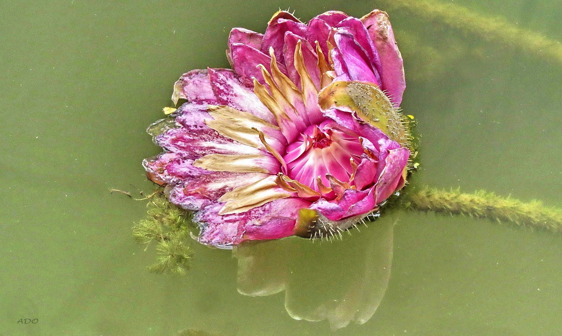 Lotus Flower