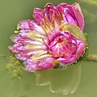 Lotus Flower