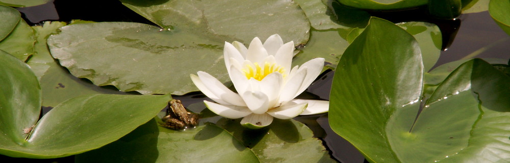 Lotus flower