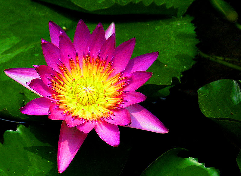 lotus flower