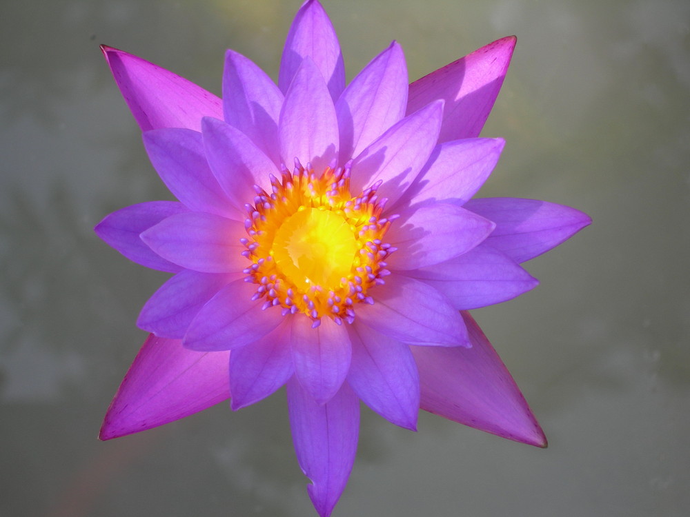 Lotus flower