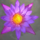 Lotus flower