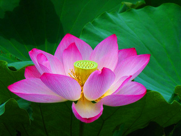 Lotus flower