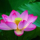 Lotus flower