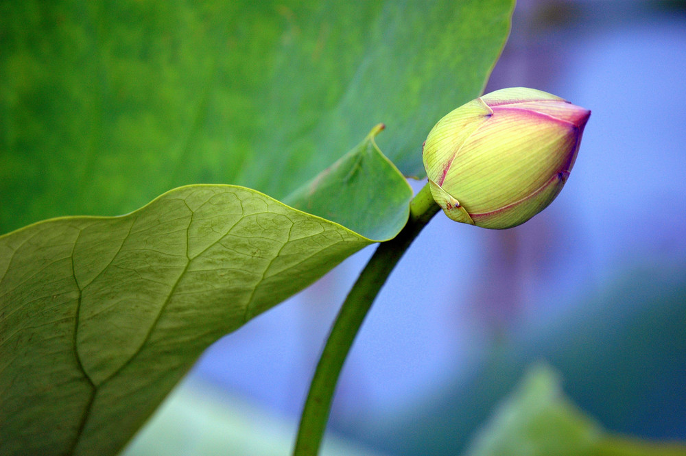 Lotus Flower Bud
