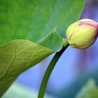 Lotus Flower Bud