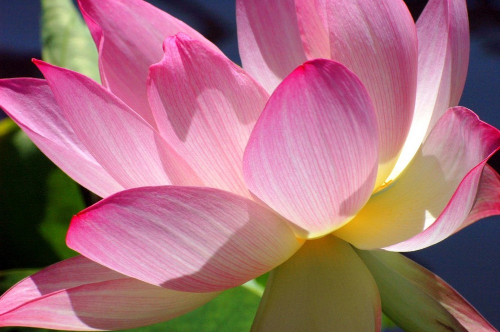 Lotus Flower