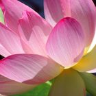 Lotus Flower