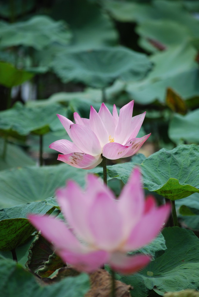 lotus flower