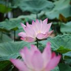 lotus flower