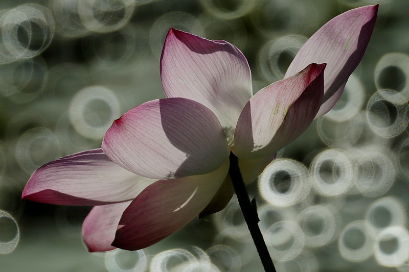 Lotus flower