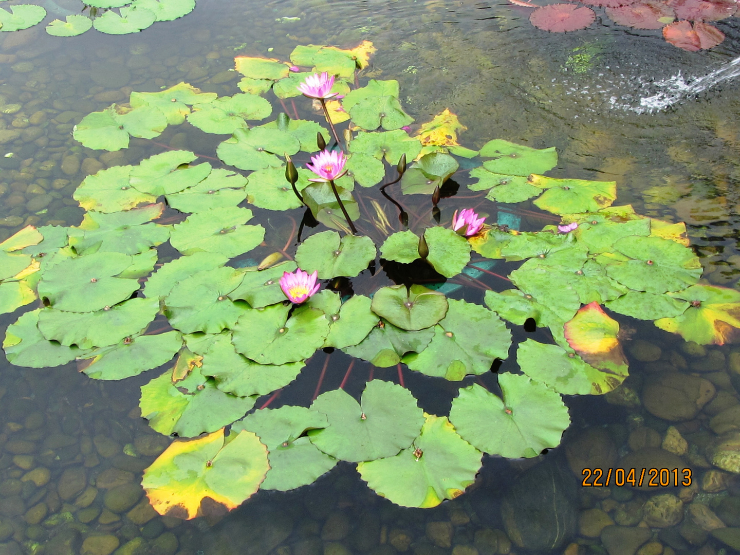 Lotus Flower...