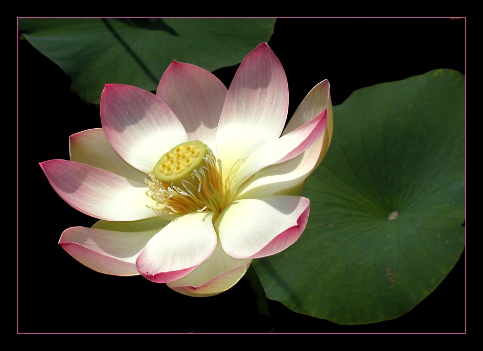 Lotus Flower