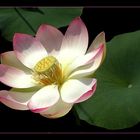 Lotus Flower