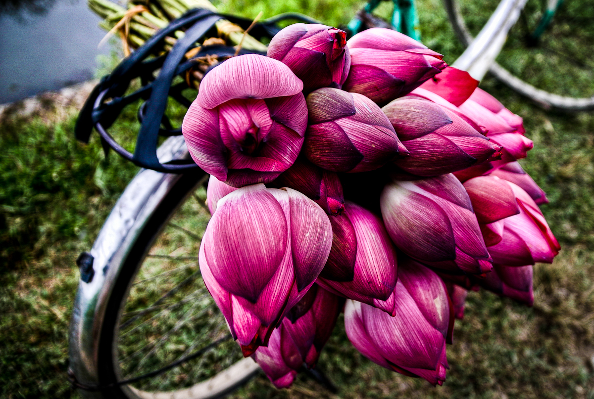 Lotus Flowers