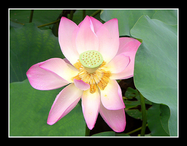 lotus flowers