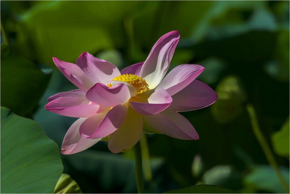 Lotus Fontmerle