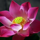 Lotus from my home1