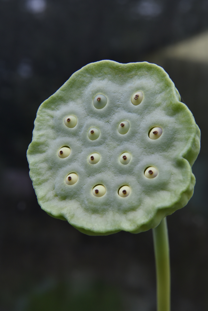 Lotus Fruchtstand (Nelumbo 'Pekinensis Rubra')