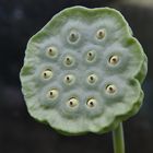 Lotus Fruchtstand (Nelumbo 'Pekinensis Rubra')