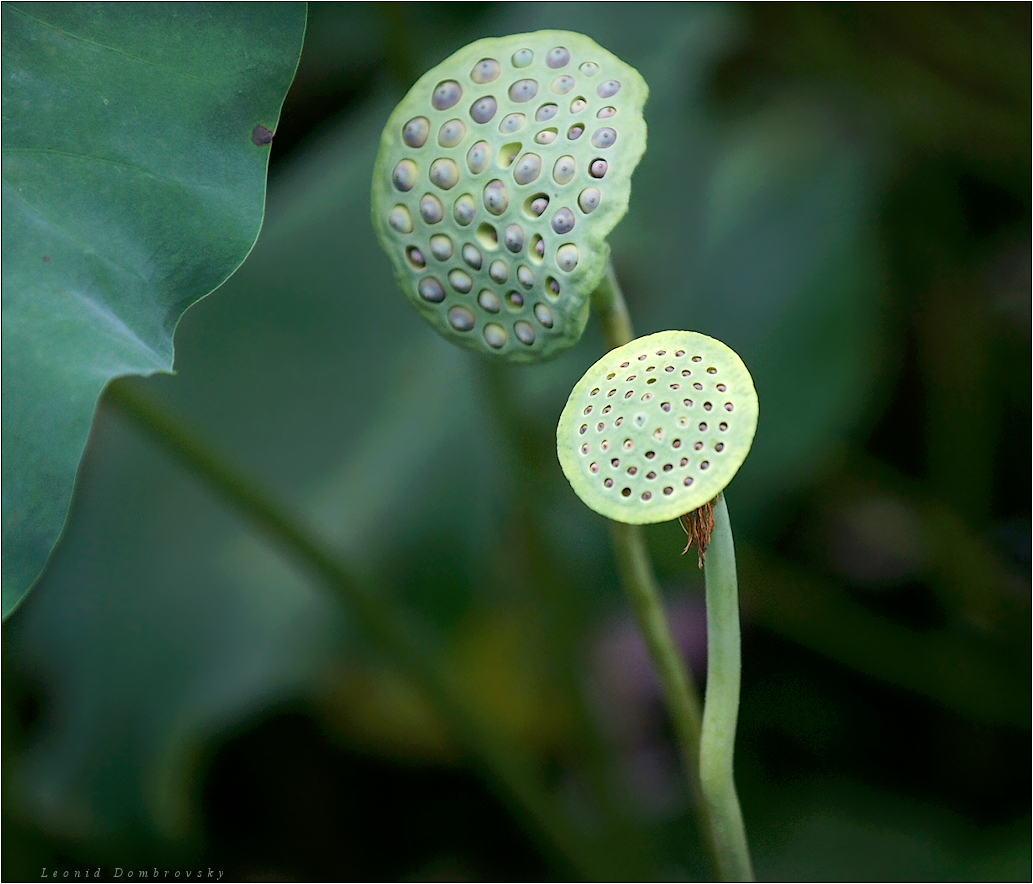 Lotus fruits